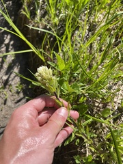 Castilleja parviflora