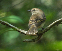 Cnemotriccus fuscatus