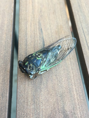 Dog-day cicada