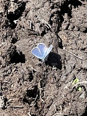 Plebejus anna