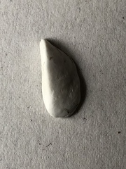 Dreissena polymorpha