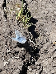 Plebejus anna