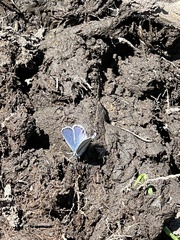 Plebejus anna