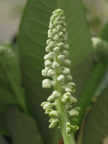 Drimiopsis botryoides (Drimiopsis botryoides)