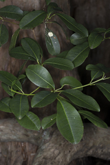 Acronychia littoralis