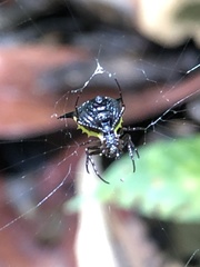 Micrathena pungens