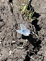 Plebejus anna