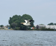 Pelecanus erythrorhynchos