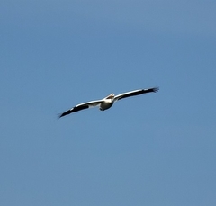 Pelecanus erythrorhynchos