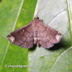 Adrapsa quadrilinealis