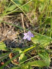 Campanula petiolata