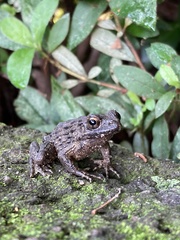 Glandirana rugosa