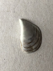 Dreissena polymorpha