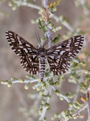 Cinglis andalusiaria