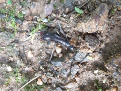 Gonolabis marginalis