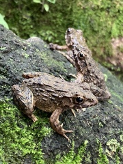 Glandirana rugosa