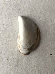 Dreissena polymorpha