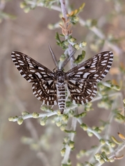 Cinglis andalusiaria