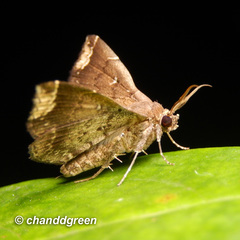 Adrapsa quadrilinealis