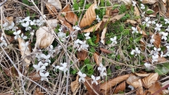 Viola alba alba