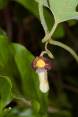 Aristolochia shimadae