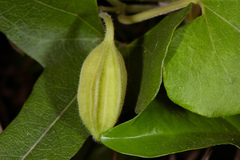 Aristolochia shimadae