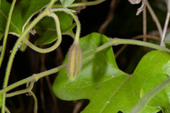 Aristolochia shimadae
