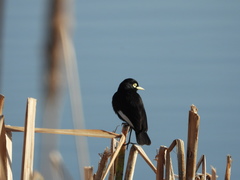 Hymenops perspicillatus