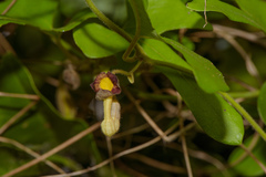 Aristolochia shimadae