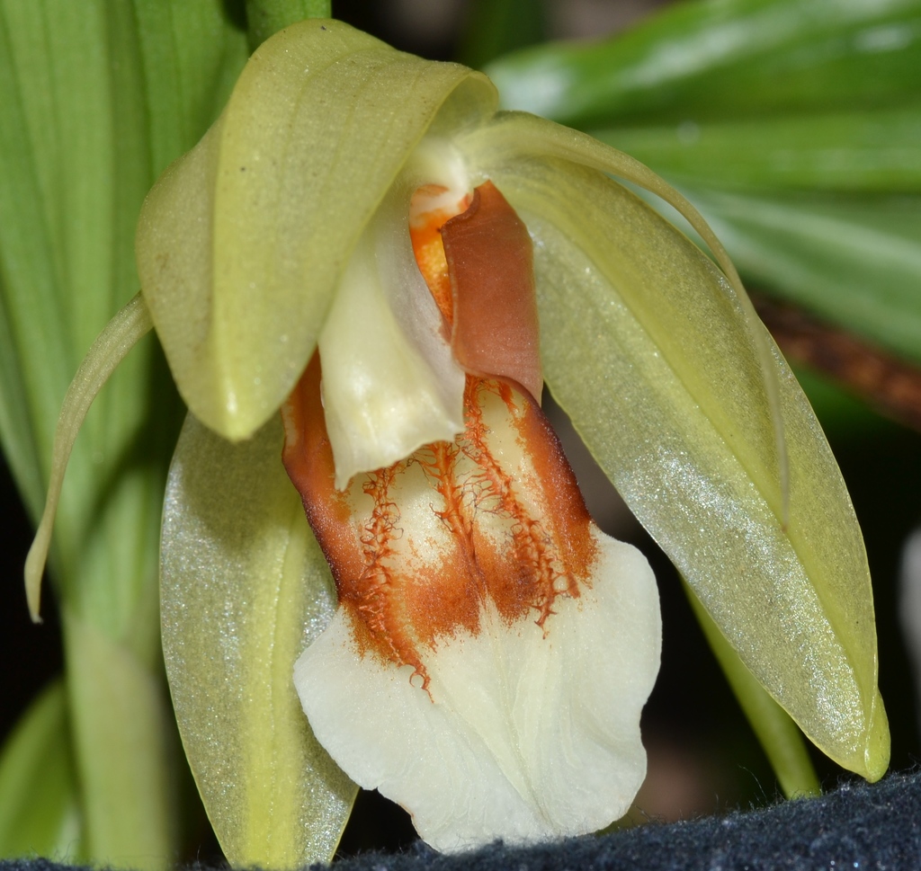 Coelogyne septemcostata
