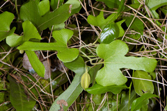 Aristolochia shimadae