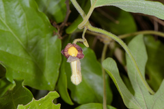 Aristolochia shimadae