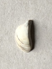 Dreissena polymorpha