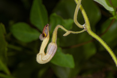 Aristolochia shimadae