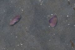 Hiatula