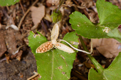 Viola inconspicua nagasakiensis
