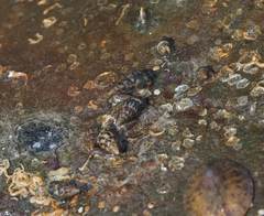 Batillaria zonalis