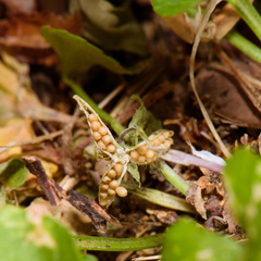 Viola inconspicua nagasakiensis