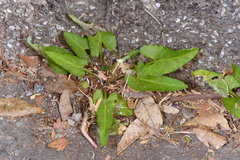 Viola inconspicua nagasakiensis
