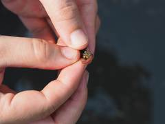 Amphitrite lobocephala