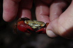 Parasesarma brevicristatum