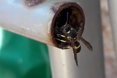 Ancistrocerus longispinosus