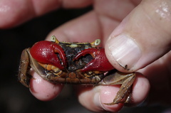 Parasesarma brevicristatum