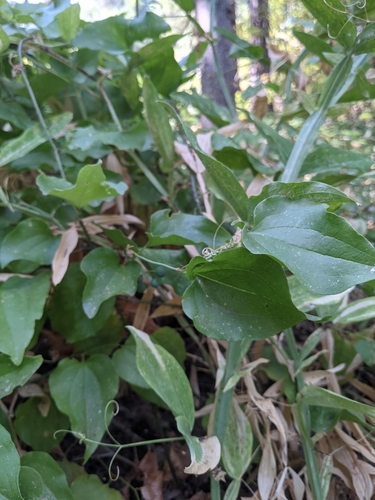 Image of Smilax californica by no rights reserved