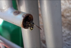 Ancistrocerus longispinosus