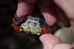 Parasesarma brevicristatum