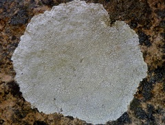 Pertusaria aspergilla