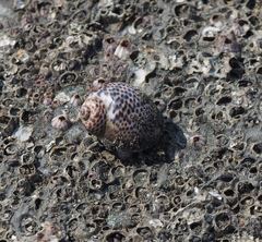 Paratectonatica tigrina