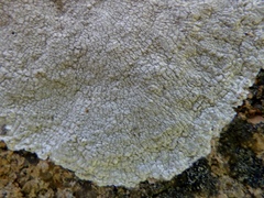 Pertusaria aspergilla