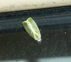 Earias albovenosana